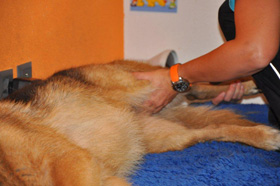 hundephysiotherapie: indikationen