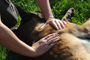hundephysiotherapie: methoden